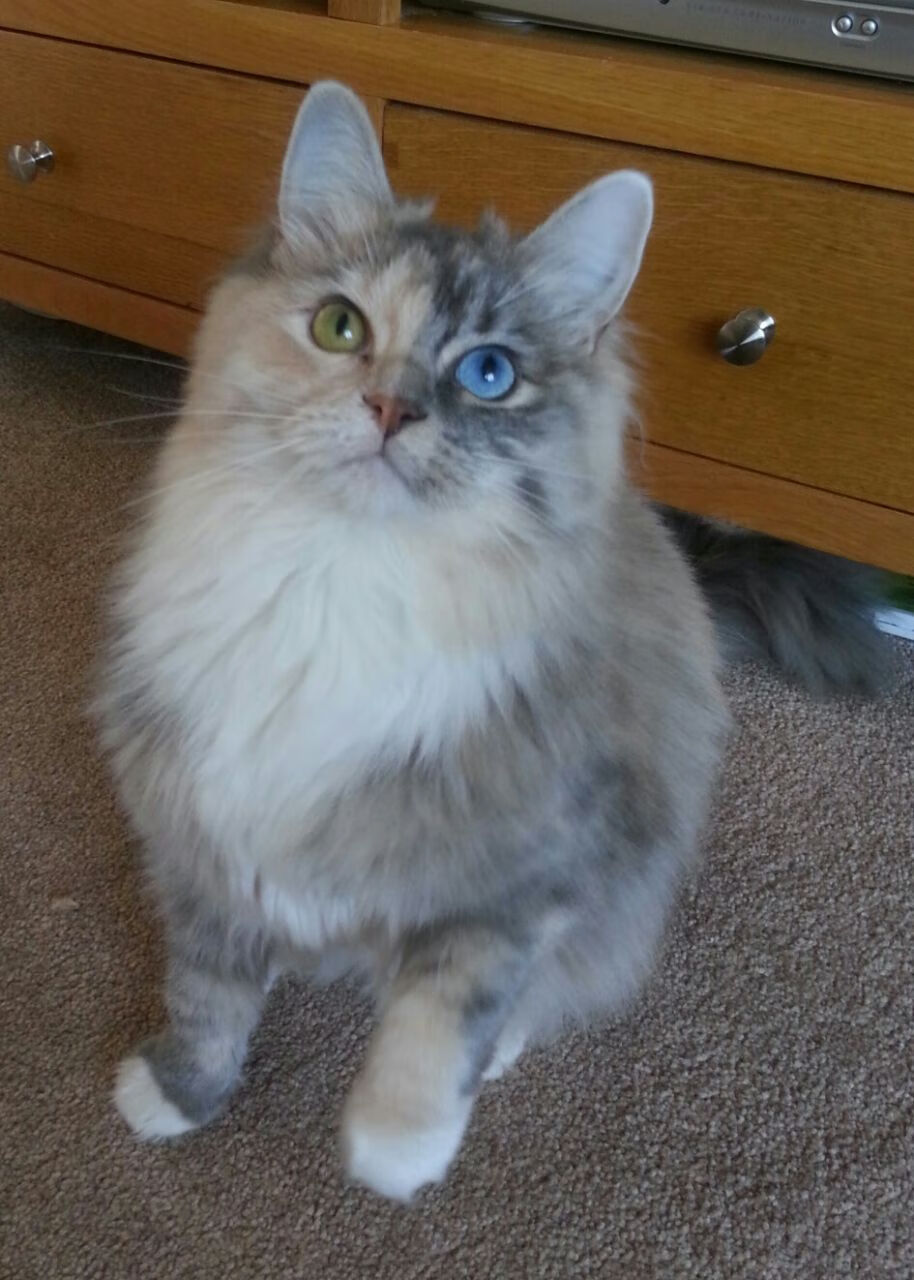 中国青少年篮球赛事“走出去”，助力国际交流合作，2020年全国青少年篮球比赛有哪些