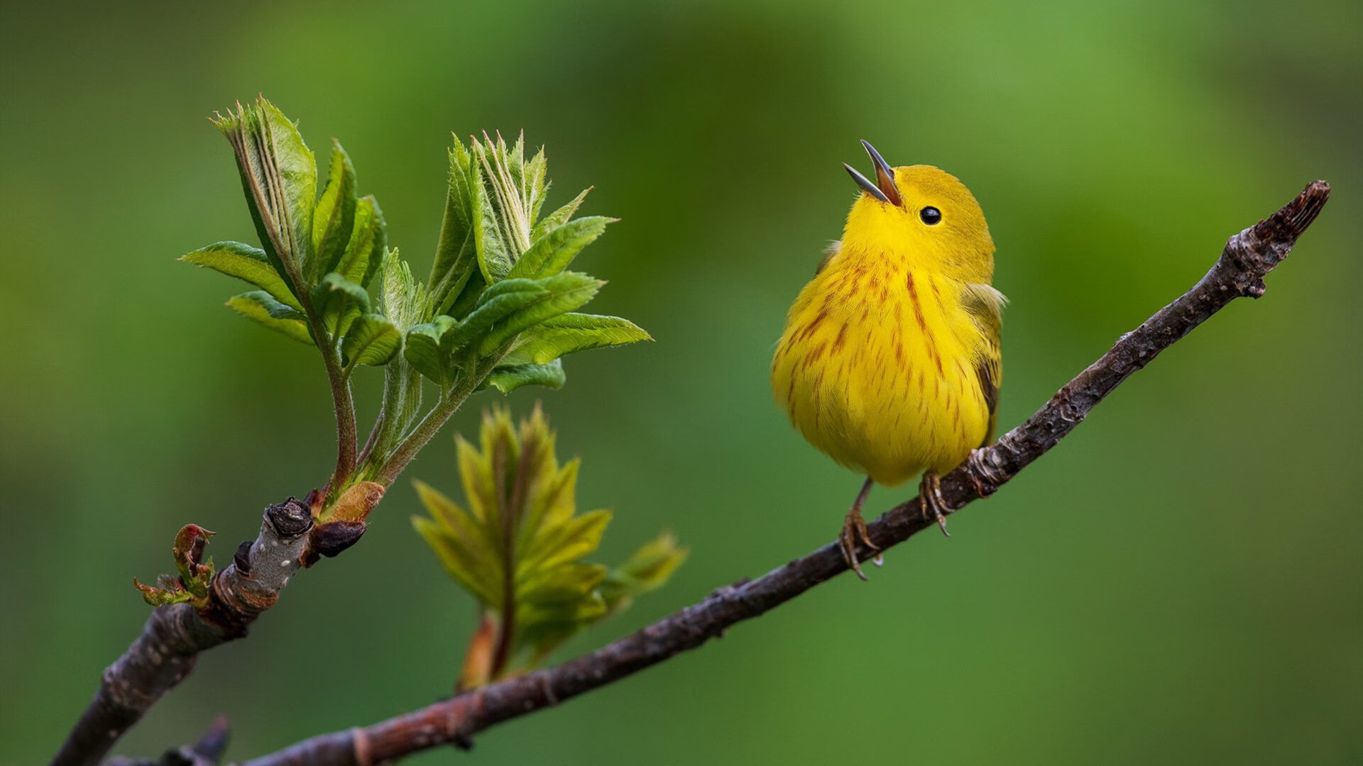 九游网页版官网-_湖人队拼尽全力，迎来胜利曙光_，湖人队v